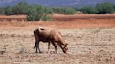 Cerca de 500 mil cabezas de ganado soportan sequía y calor en Durango