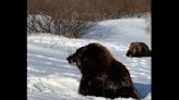 Watch: Bear vanishes in snow as if by magic