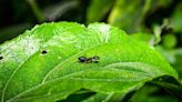 14 Ant-Repelling Plants That Naturally Deter the Bitty Bugs
