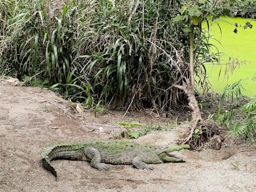 Costa Rica se despide de sus zoológicos estatales tras una década de litigios