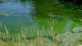 Harmful algae is appearing in lakes across Arizona, with no statewide plan to treat it