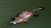Platypus Reintroduced at Australian Park for the First Time in 50 Years