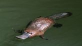 Precious and Rare Footage of Baby Platypus Is Simply Irresistible