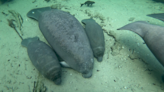 Can I touch a manatee? What to do if you get close to a Florida manatee (hint: stay away)