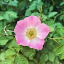 Rosa rubiginosa