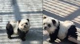 El zoológico de Taizhou bajo la mira por teñir a perros para hacerlos pasar por “pandas”