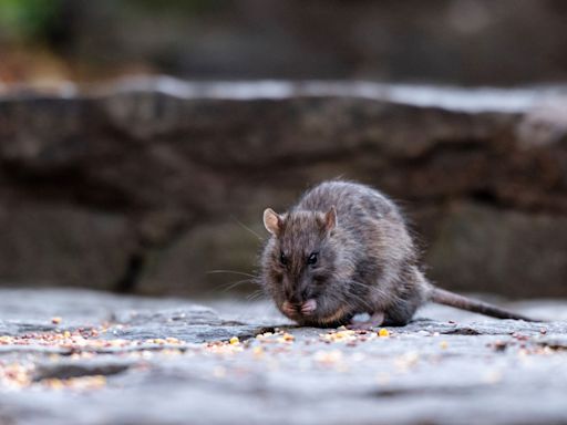 New York City gets creative with measures to address its massive rodent problem: 'Rat sightings down nearly 14%'