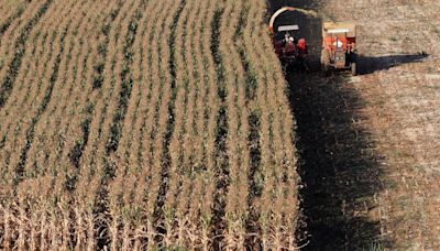 Conab eleva previsão para safra e exportação de milho do Brasil em 23/24 Por Reuters