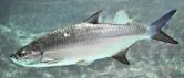 Atlantic tarpon