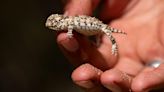 Botanists are scouring the US-Mexico border to document a forgotten ecosystem split by a giant wall