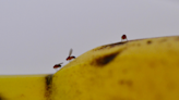 Here’s how to get rid of fruit flies in your SC home and keep them out