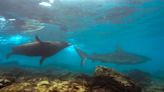 Sea Lion Dad Bravely Protects His Pups from Huge Shark in Shocking Footage