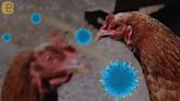 全球首例！世衛公告：廣東女染H3N8禽流感病歿 羅一鈞回應了