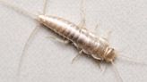 Oh Good – This Bathroom Creepy-Crawly Could Be A Sign Of A Bigger Problem In Your Home