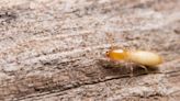 How to Get Rid of Termites