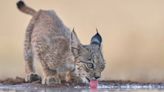 El lince ibérico ya no es una especie en peligro de extinción: “Superar los 2.000 ejemplares es un hito histórico”