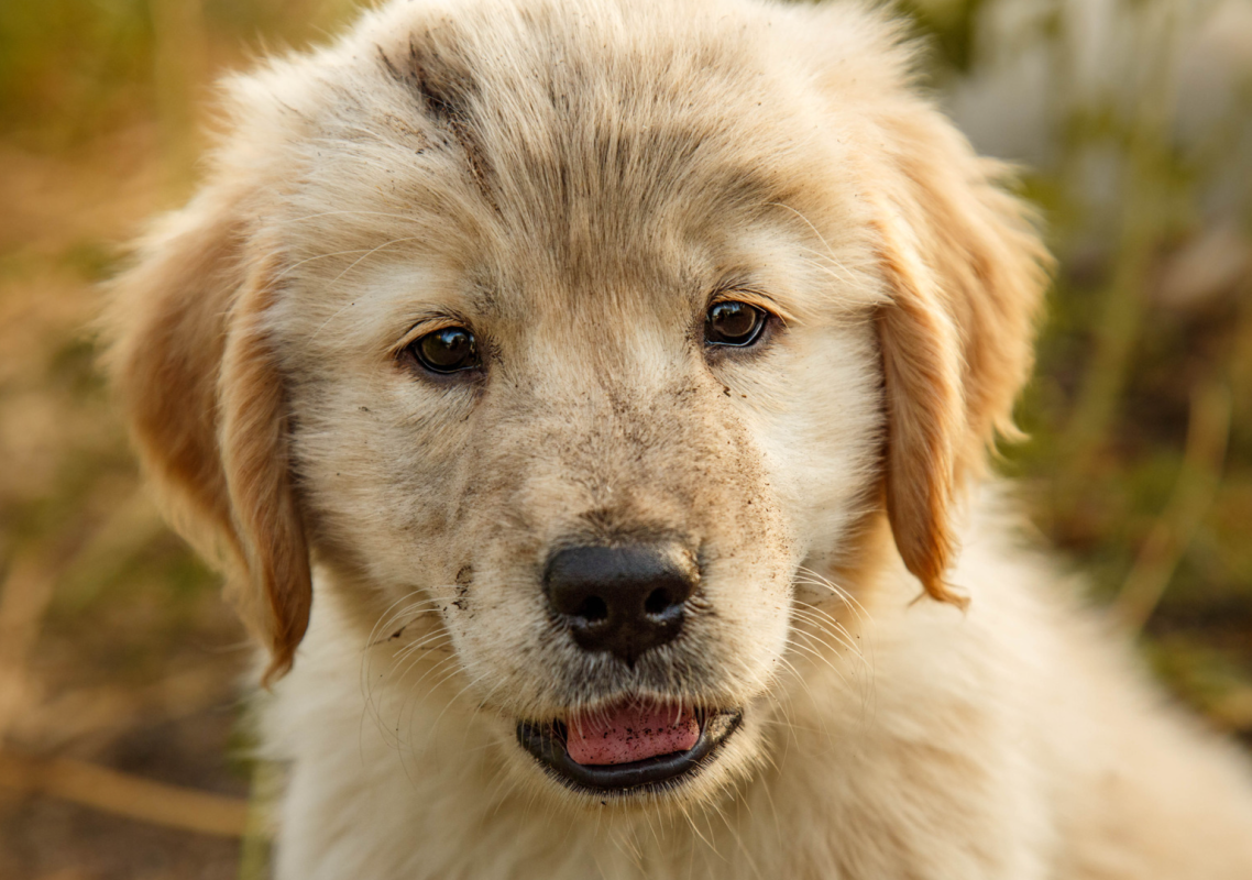 Golden Retriever Puppy’s Proud Face After Digging in Mud Is Perfect