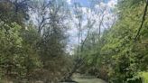 Water main break turns Shoal Creek green, kills at least 30 fish