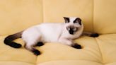 8 fascinating facts about Siamese cats