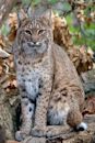 Bobcat