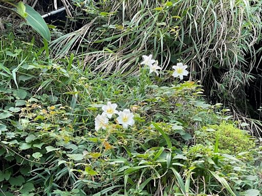 北海岸天使的號角響起 台灣百合迎風招展 | 蕃新聞