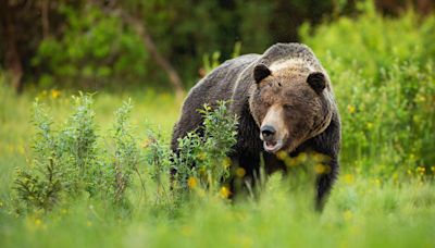 A 72-year-old was alone picking huckleberries in a Montana forest. Then, a grizzly bear attacked him - East Idaho News