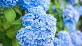Hydrangeas and roses produce an abundance of flowers when using miracle item