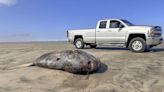 Pez luna embaucador de 2 metros sorprende en playa de Gearhart en costa de Oregón