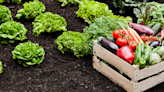 Grocery costs are rising—do you need a survival garden?