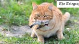 Cats should wear bells to stop them killing birds, says Natural England chair