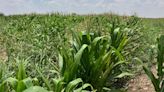 Regidor de San Pedro denuncia pérdidas en cultivos de sorgo forrajero: 'Nos dieron gato por liebre'