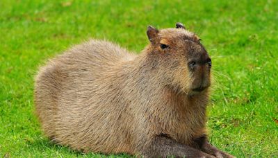 Capybaras to be featured in new African Safari Wildlife Park walk-through exhibit