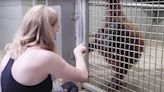 When an orangutan couldn’t breastfeed, a zookeeper with a baby showed her how