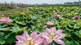 白河蓮花季登場 黃偉哲力推白河周邊輕旅行