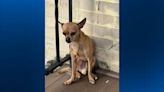 Bellevue police looking for owner of dog found in borough