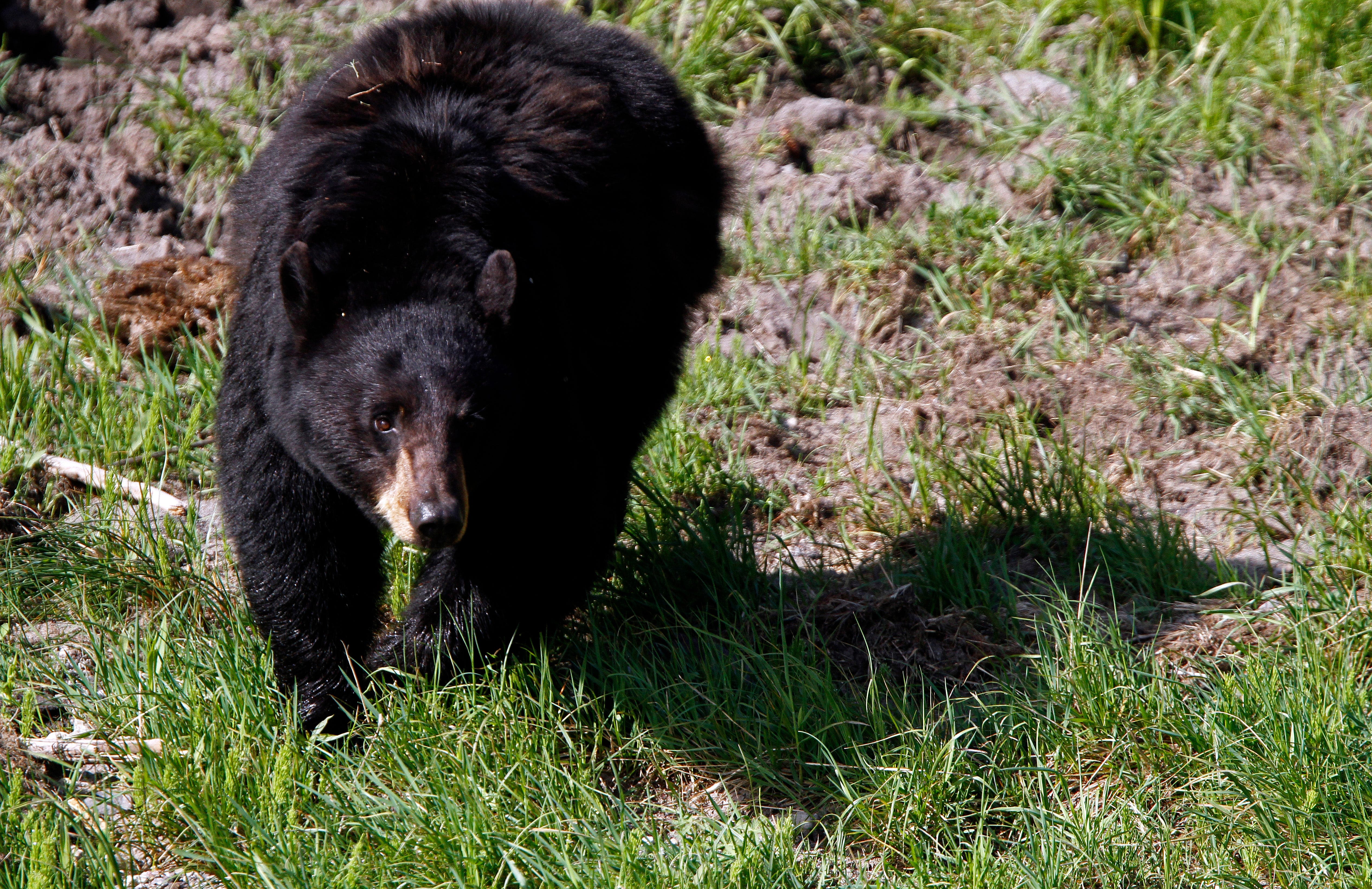 Black bear euthanized after it attacks, injures child inside tent at Montana campground