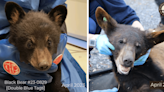 Five black bears released into wild after over a year of care at Wildlife Center of Virginia