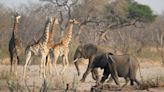 Zimbabwe to look East for trophy hunting export markets