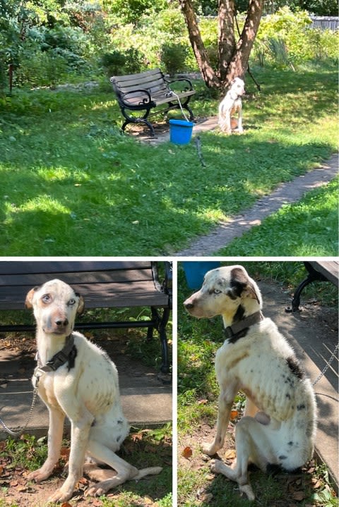 Dog found tied up at Edgewood Park in New Haven