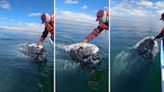 Viral video shows captain removing whale’s lice in seemingly heartwarming display of trust: ‘He loves it’