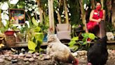 Interested in gaining some feathered friends? Here’s Southwest Florida ordinances on backyard chickens