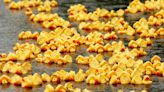 New Milford Rotary to send rubber ducks racing down Housatonic River at 29th annual event