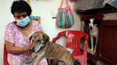 Día del perro sin raza: requisitos para adoptar a un can rescatado