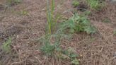 Keep your weeds at bay when they seemingly pop up overnight