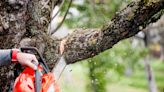 Etowah County Extension Office offers pruning and chainsaw safety workshop