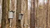 What's the influence of climate change on local maple production? We asked some experts