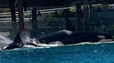 Video shows orca appearing to attack another killer whale at SeaWorld, prompting PETA complaint to USDA