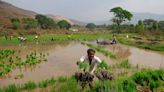 Los daños de las lluvias a los cultivos de la India amenazan con encarecer más la comida