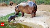 Zookeeper dies after hippo attack at Birsa zoo | Ranchi News - Times of India