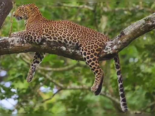 Wild Karnataka: Exploring Kabini, a premier safari destination